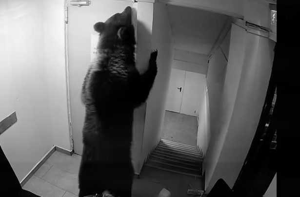Urs intrat intr un hotel din Poiana Brasov Angajatii reclama lipsa interventiei autoritatilor