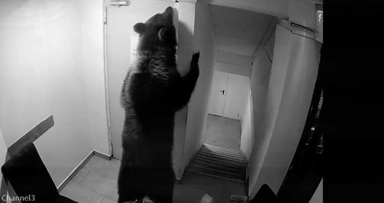 Urs intrat intr un hotel din Poiana Brasov Angajatii reclama lipsa interventiei autoritatilor