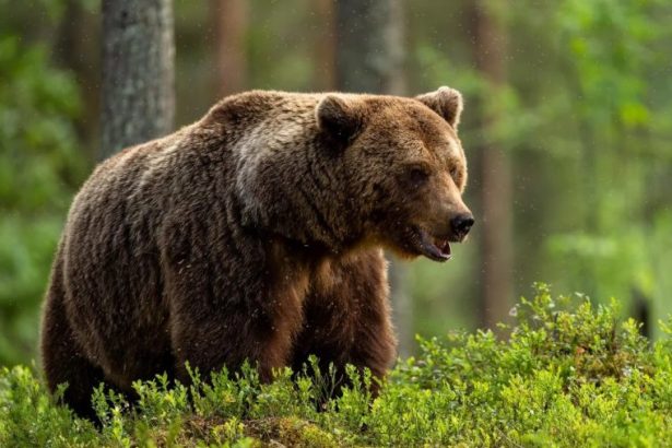 Urs prins si eutanasiat in Brasov Animalul fusese relocat dar s a intors in oras