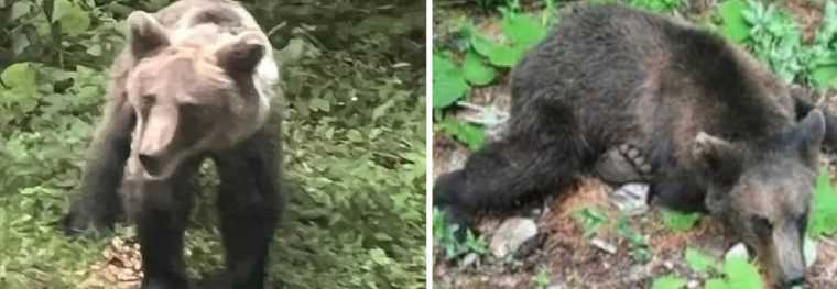 Ursul cersetor a fost invins de gloana