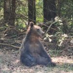 22 de alerta de ursi in Arges si un sarpe prins de pe capota unei masini