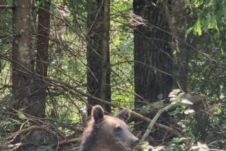 22 de alerta de ursi in Arges si un sarpe prins de pe capota unei masini
