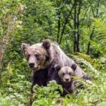 Actualizare Turista muscata de urs la Arefu este din Germania