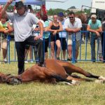 Cai desconsiderati la Targul Expoziional din Satu Mare