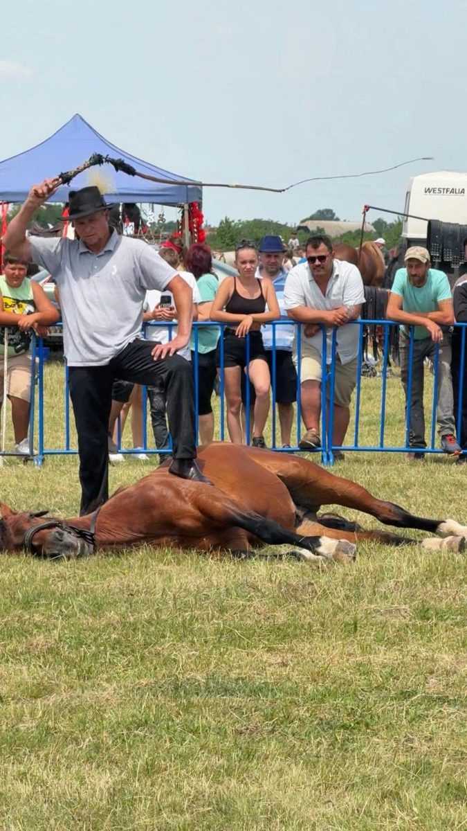 Cai desconsiderati la Targul Expoziional din Satu Mare