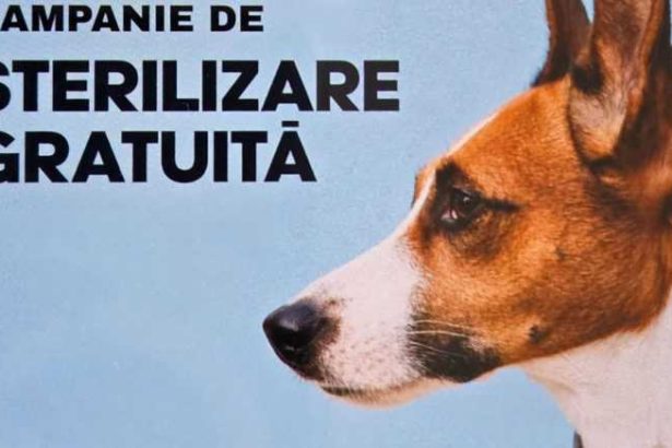 Campanie de sterilizare a animalelor de companie in Cosesti