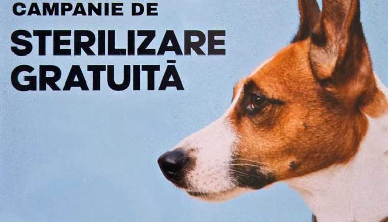 Campanie de sterilizare a animalelor de companie in Cosesti