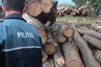Companie din Dragoslavele descoperita cu grave nereguli in gestionarea lemnului