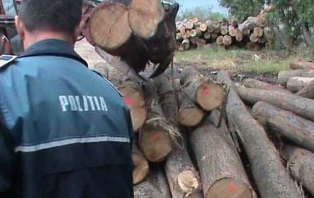 Companie din Dragoslavele descoperita cu grave nereguli in gestionarea lemnului