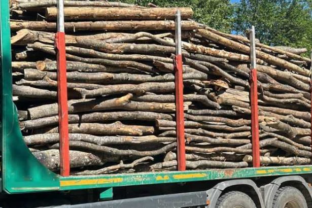 Incurcatura in silvicultura Cuscrul primarului din Corbi a transportat lemnele unui angajat al O.S Domnesti in conditii care sunt acum investigate de procurori