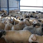Lovitura pentru zootehnie posibile restrictii europene la exportul de oi din Romania