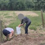 O femeie in varsta de 73 de ani a abandonat sase pisoi pe un camp din Arges Ce sanctiune a primit