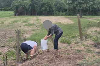 O femeie in varsta de 73 de ani a abandonat sase pisoi pe un camp din Arges Ce sanctiune a primit