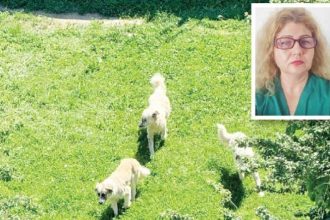 O haita de caini a atacat un medic la Spitalul Campulung Intre timp un alt doctor a parasit spitalul