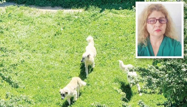 O haita de caini a atacat un medic la Spitalul Campulung Intre timp un alt doctor a parasit spitalul