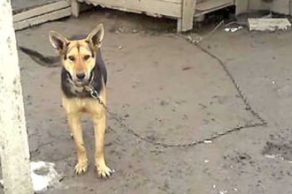 Senatul a aprobat proiectul de lege care interzice pastrearea cainilor in lant pe termen lung Amendi si confiscarea animalelor pentru nerespectarea normelor