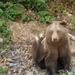 Un urs a fost impuscat pe Transfagarasan dupa ce a atacat un turist elvetian