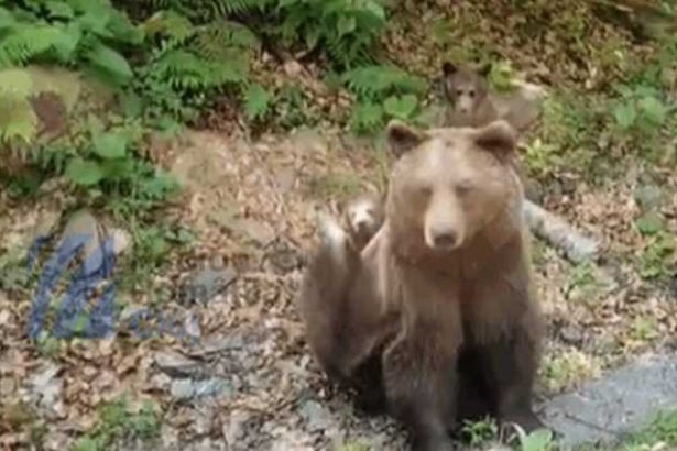 Un urs a fost impuscat pe Transfagarasan dupa ce a atacat un turist elvetian