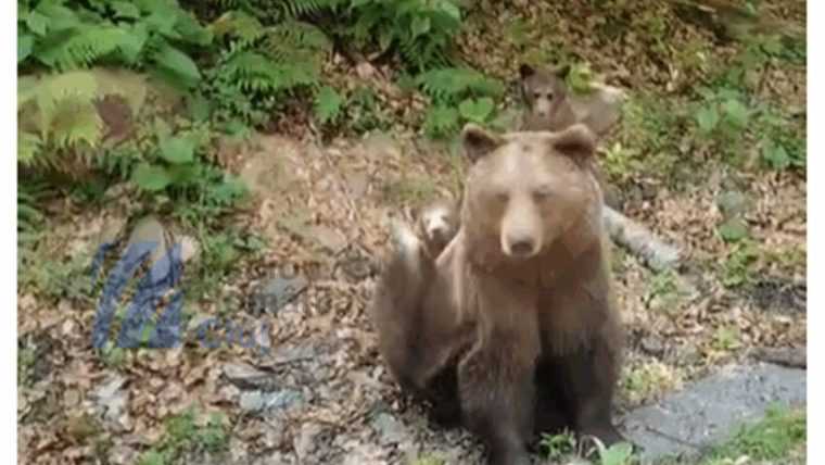 Un urs a fost impuscat pe Transfagarasan dupa ce a atacat un turist elvetian