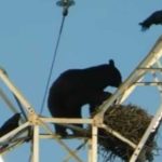 Urs filmant coborand de pe un stalp de electricitate la periferia Brasovului Imaginile au devenit virale