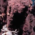 descoperire uimitoare in adancurile atlanticului 31 de specii necunoscute pana acum au fost identificate de cercetatori