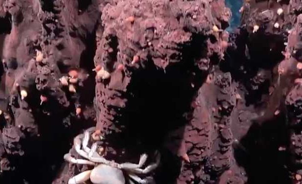 descoperire uimitoare in adancurile atlanticului 31 de specii necunoscute pana acum au fost identificate de cercetatori