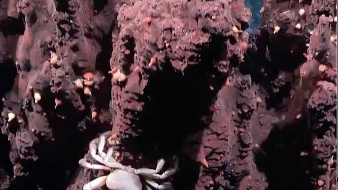 descoperire uimitoare in adancurile atlanticului 31 de specii necunoscute pana acum au fost identificate de cercetatori