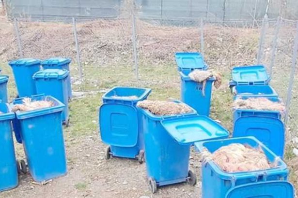n loc s fie abandonate i s attrag animalele slbatice peste o sut de tone de deeuri animale au fost incinerate