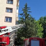video interventie suprinzatoare in pitesti roi de albine indepartat dintr un brad