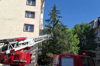video interventie suprinzatoare in pitesti roi de albine indepartat dintr un brad