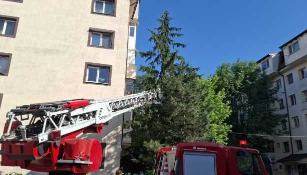 video interventie suprinzatoare in pitesti roi de albine indepartat dintr un brad
