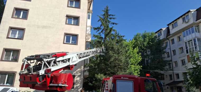video interventie suprinzatoare in pitesti roi de albine indepartat dintr un brad