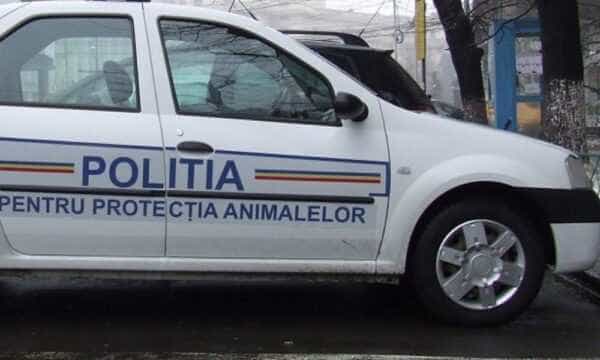 Amenzi pentru comercializarea ilegala a animalelor in Domnesti