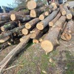 Argesean surprins cu lemne nesustinute in depozit Amenda drastica