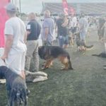 Bradu a fost gazda singurei competitii chinologice nocturne din Romania