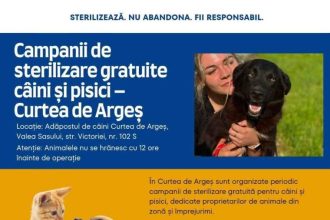 Caini si pisicile pot fi sterilizati gratuit la Adapostul din Curtea de Arges