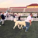 Competitie de chinologie nocturna pe stadionul din Bradu