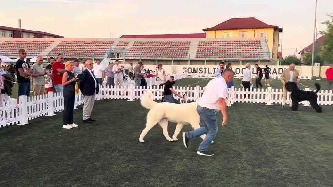 Competitie de chinologie nocturna pe stadionul din Bradu