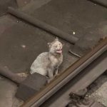 Pisica prinsa timp de trei zile in tunelul de la metroul din Bucuresti a fost salvata dupa o mobilizare impresionanta