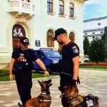 Pites ti Incep e la distractie Stop pericolelor