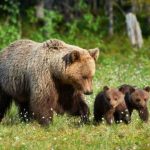 panica pe un traseu montan din romania 37 de turisti straini evacuati de urgenta din cauza unei ursoaice cu pui