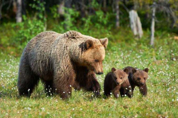 panica pe un traseu montan din romania 37 de turisti straini evacuati de urgenta din cauza unei ursoaice cu pui