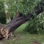 vijelie devastatoare la campulung vantul a doborat arbori seculari in gradina publica merci in timpul zilelor orasului