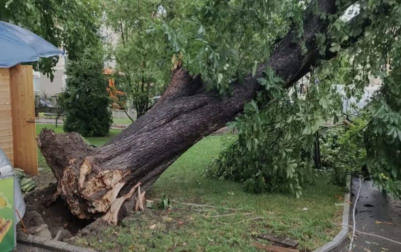 vijelie devastatoare la campulung vantul a doborat arbori seculari in gradina publica merci in timpul zilelor orasului