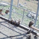 Adaptarea vulturilor de pe Capitanu decurge bine este un pas inainte spre reintoarcerea lor in natura