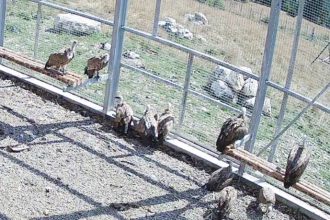 Adaptarea vulturilor de pe Capitanu decurge bine este un pas inainte spre reintoarcerea lor in natura
