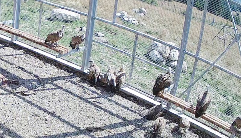 Adaptarea vulturilor de pe Capitanu decurge bine este un pas inainte spre reintoarcerea lor in natura