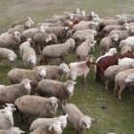 Alerta sanitara dupa descoperirea unui focar de variola ovina la o ferma cu 600 de oi