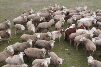 Alerta sanitara dupa descoperirea unui focar de variola ovina la o ferma cu 600 de oi