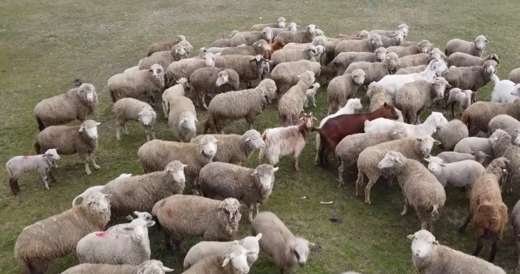 Alerta sanitara dupa descoperirea unui focar de variola ovina la o ferma cu 600 de oi